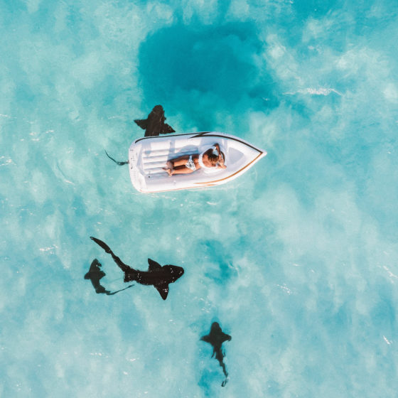How Diving With Sharks Changed My Life