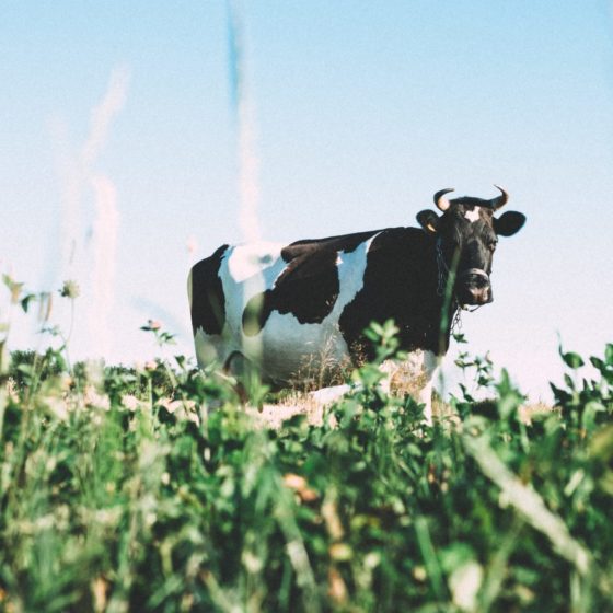 What it’s Like Working on a Dairy Farm as a Woman