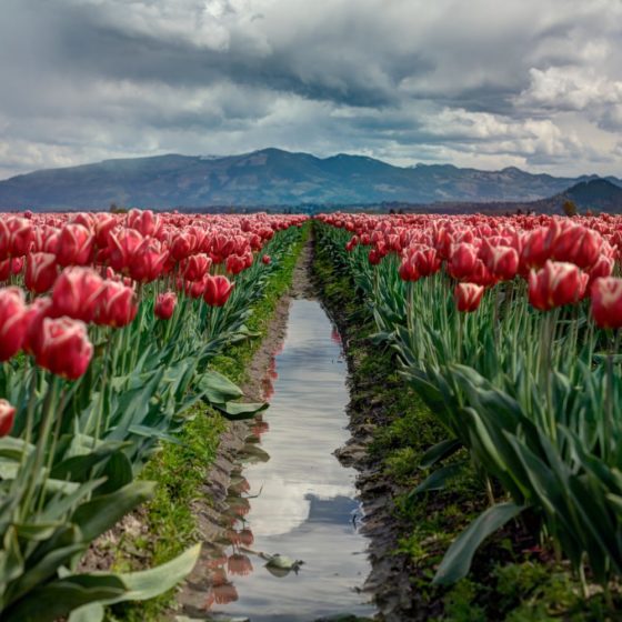 The Revolutionary Power of Taking a Walk