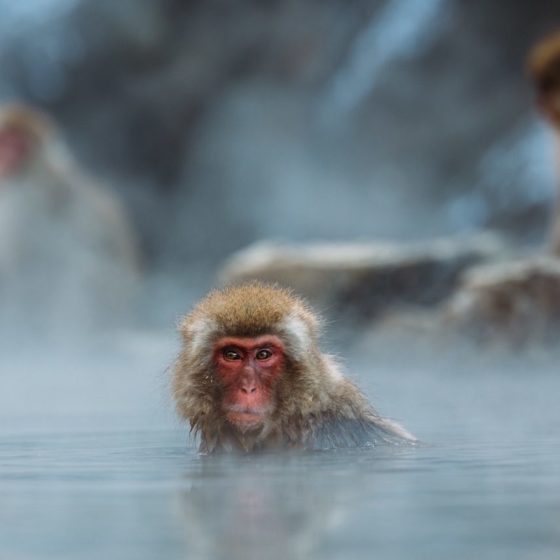 What Japan’s Communal Baths Taught Me About Shame