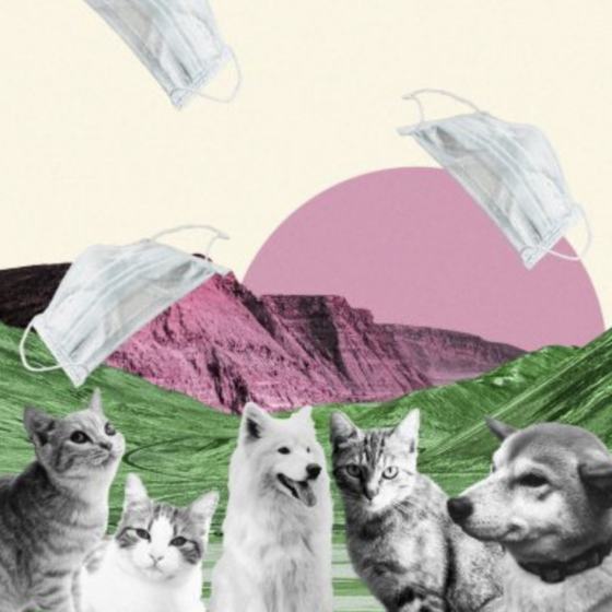 A Love Letter To Pets